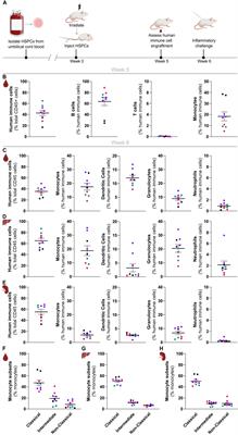 Development of human innate immune responses in a humanized mouse model expressing four human myelopoiesis transgenes